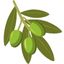 Zeytin bağırsak sağlığı